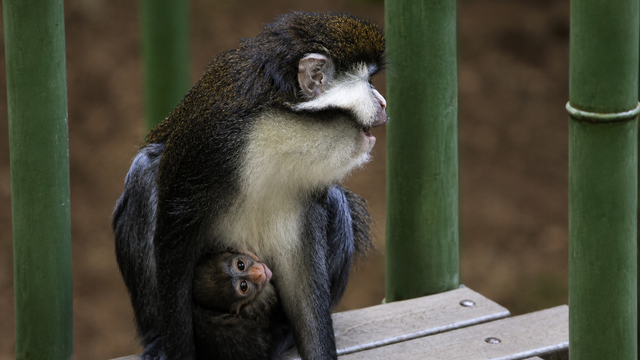 Zoo Atlanta welcomes newborn red-tailed monkey