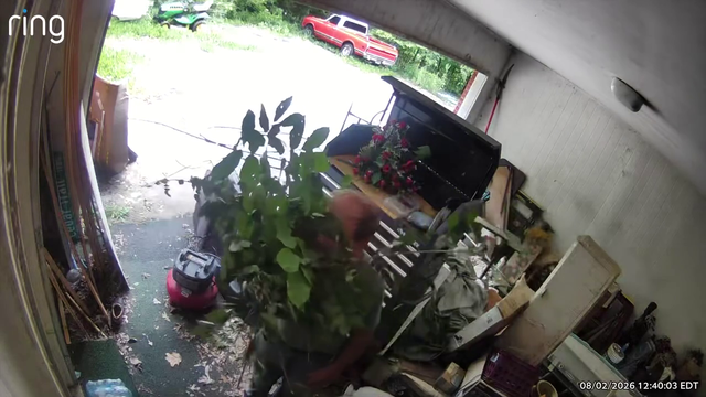 Thief uses houseplant disguise during Pickens County car theft