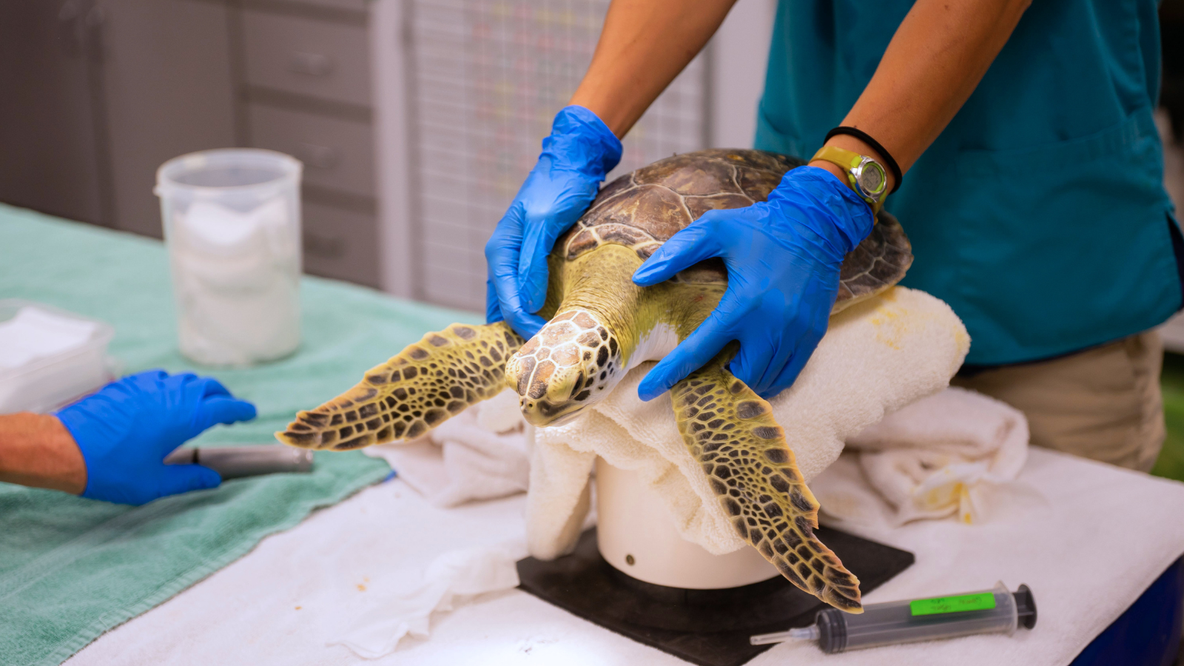 UGA researchers discover 7 new viruses in vulnerable sea turtles