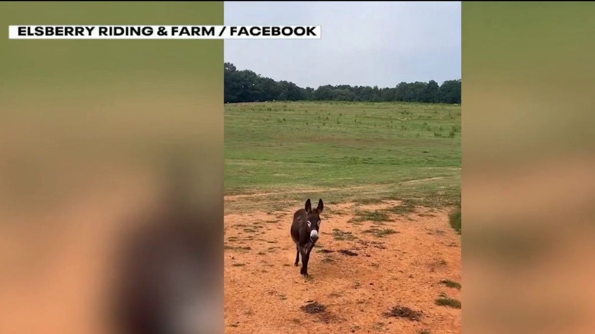 Georgia donkey owner takes legal action as state investigates killing