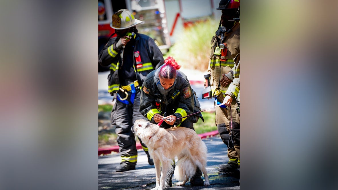 1 dog killed, another rescued in Lenox Road apartment fire, officials say