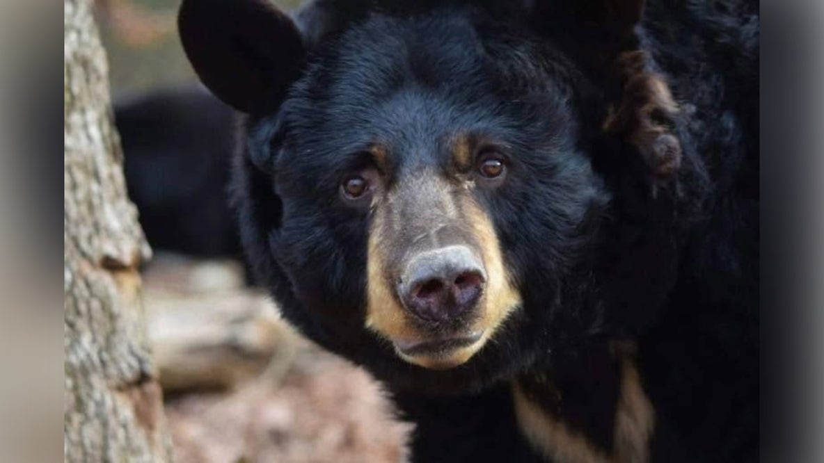 Black bear Odi euthanized at Gwinnett area wildlife sanctuary