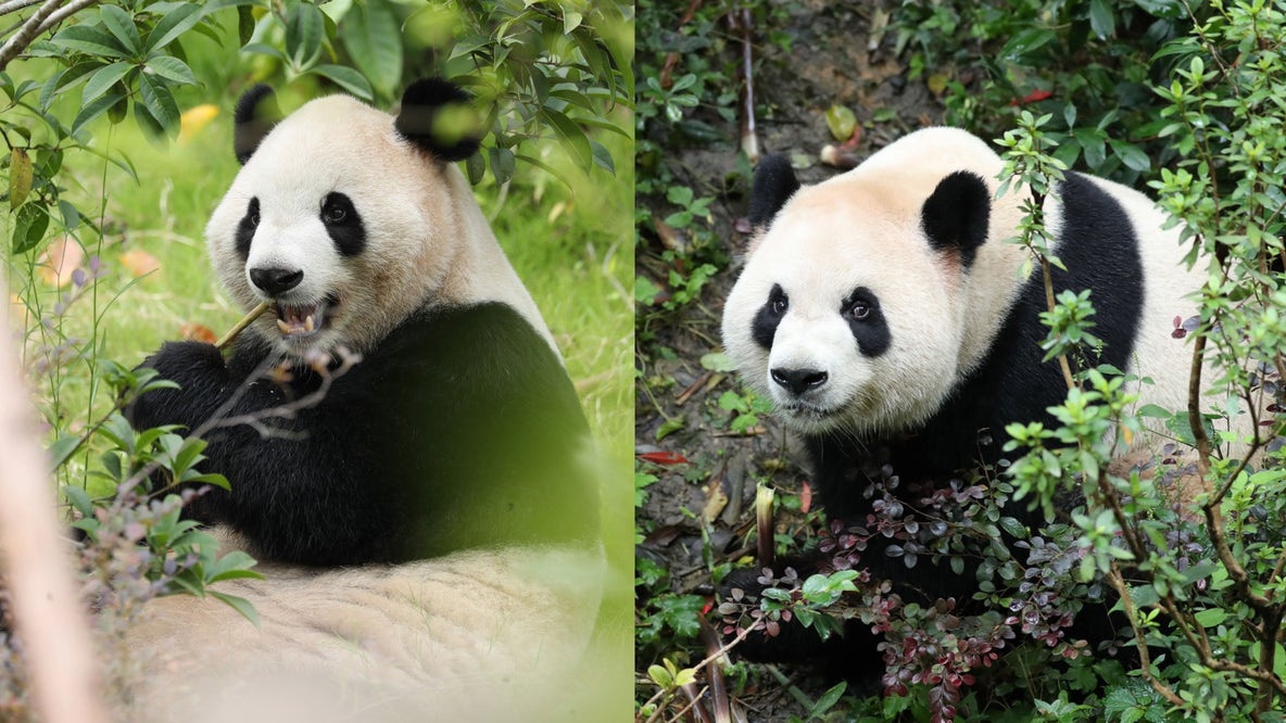 Zoo Atlanta welcomes two giant pandas from China