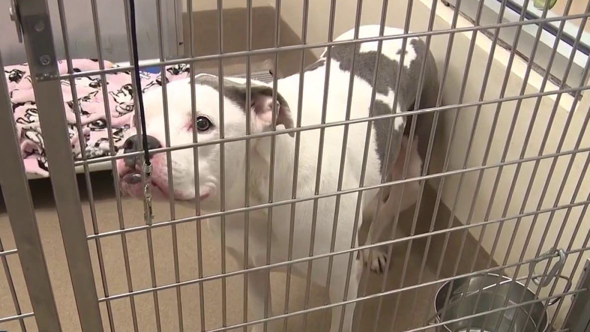 Metro Atlanta animal shelters: DeKalb and Fulton face critical overcrowding