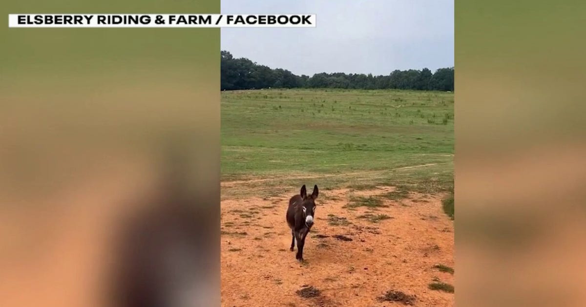Georgia donkey owner takes legal action as state investigates killing