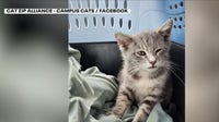 Kitten that hitchhiked 800 miles to UGA finds new home