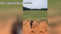 Georgia donkey owner takes legal action as state investigates killing