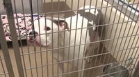 Metro Atlanta animal shelters: DeKalb and Fulton face critical overcrowding