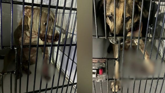 South Fulton man home after officer shoots him, two dogs