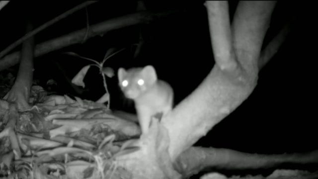 Elusive weasels caught on camera in South Georgia
