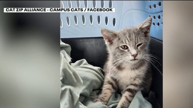 Kitten that hitchhiked 800 miles to UGA finds new home