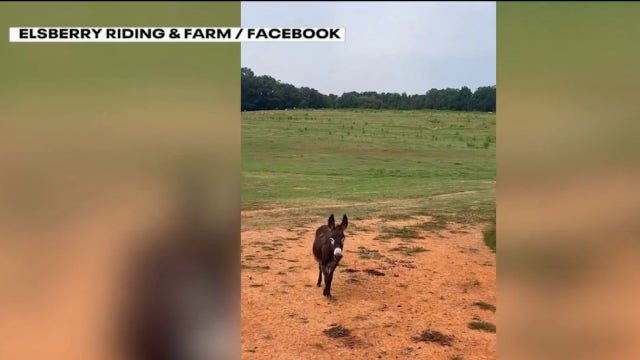 Georgia donkey owner takes legal action as state investigates killing