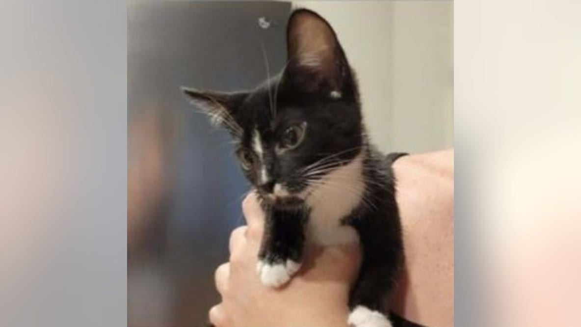 Search underway for stolen tuxedo kitten in Marietta