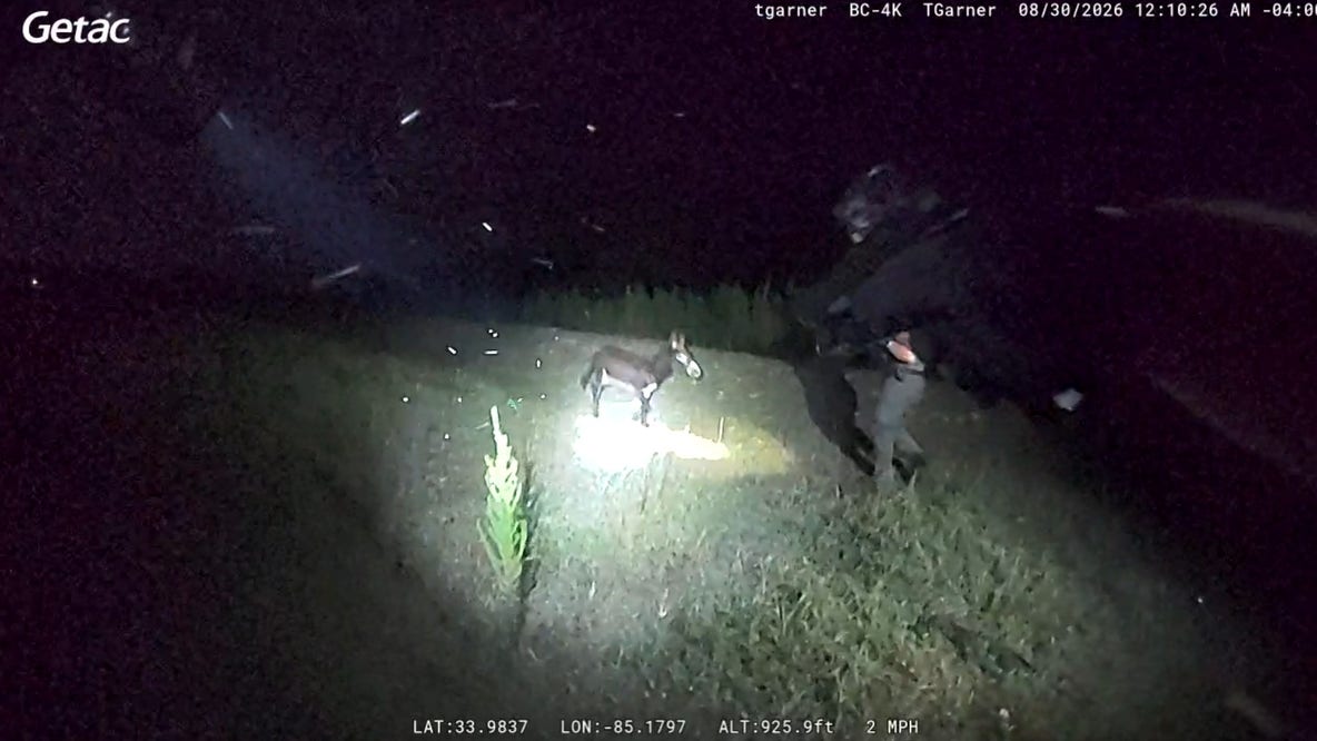 Bodycam video shows Cedartown police officer shooting donkey