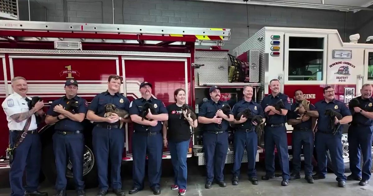 Cobb County firefighters help deliver 15 puppies after pet CPR training