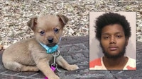 Decomposed pet found on Cartersville doorstep, man arrested