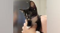 Search underway for stolen tuxedo kitten in Marietta
