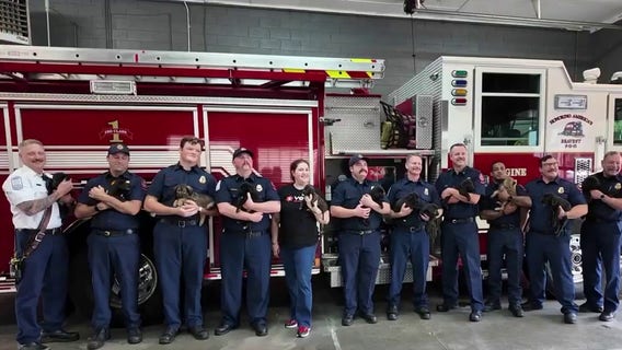 Cobb County firefighters help deliver 15 puppies after pet CPR training