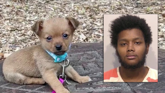 Decomposed pet found on Cartersville doorstep, man arrested