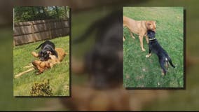 Dog found dead on ICC, other laid in trench for hours after being placed in care of Rockville doggy daycare