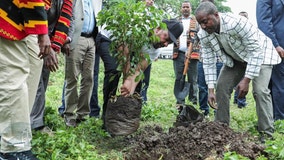 Ethiopia plants world-record 350 million trees in 12 hours, officials say