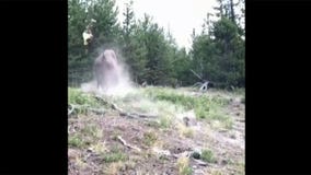 Girl tossed in air after bison charges at Yellowstone tourists