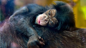 Help the Maryland Zoo name its newest chimp
