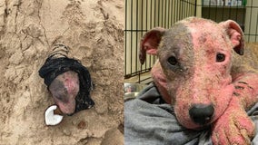 Dog rescued after being discovered buried alive on Hawaii beach