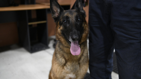 DC Fire and EMS human remains detection dog cleared to return to work after suffering critical injury