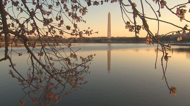 National Park Service urges cherry blossom visitors to follow CDC guidance amid coronavirus outbreak