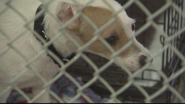 Loudoun County pair charged after investigators seize 17 dogs, bearded dragon