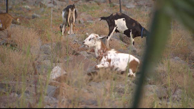 Community seeking answers after two weed goats found dead in Loudoun County