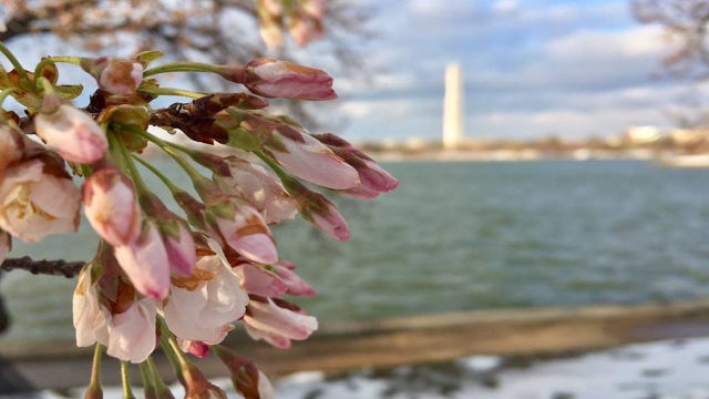 Some National Cherry Blossom Festival events postponed, canceled due to coronavirus outbreak