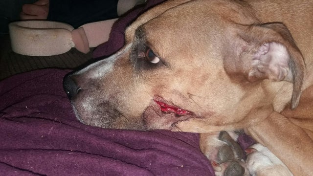 Machete-wielding robbers cut dogs face after she tried to stop them from stealing puppies