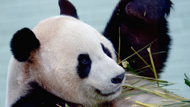 Giant panda shocked by electric fence in Scotland zoo