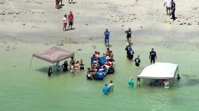 Stranded pilot whales rescued from Florida beach