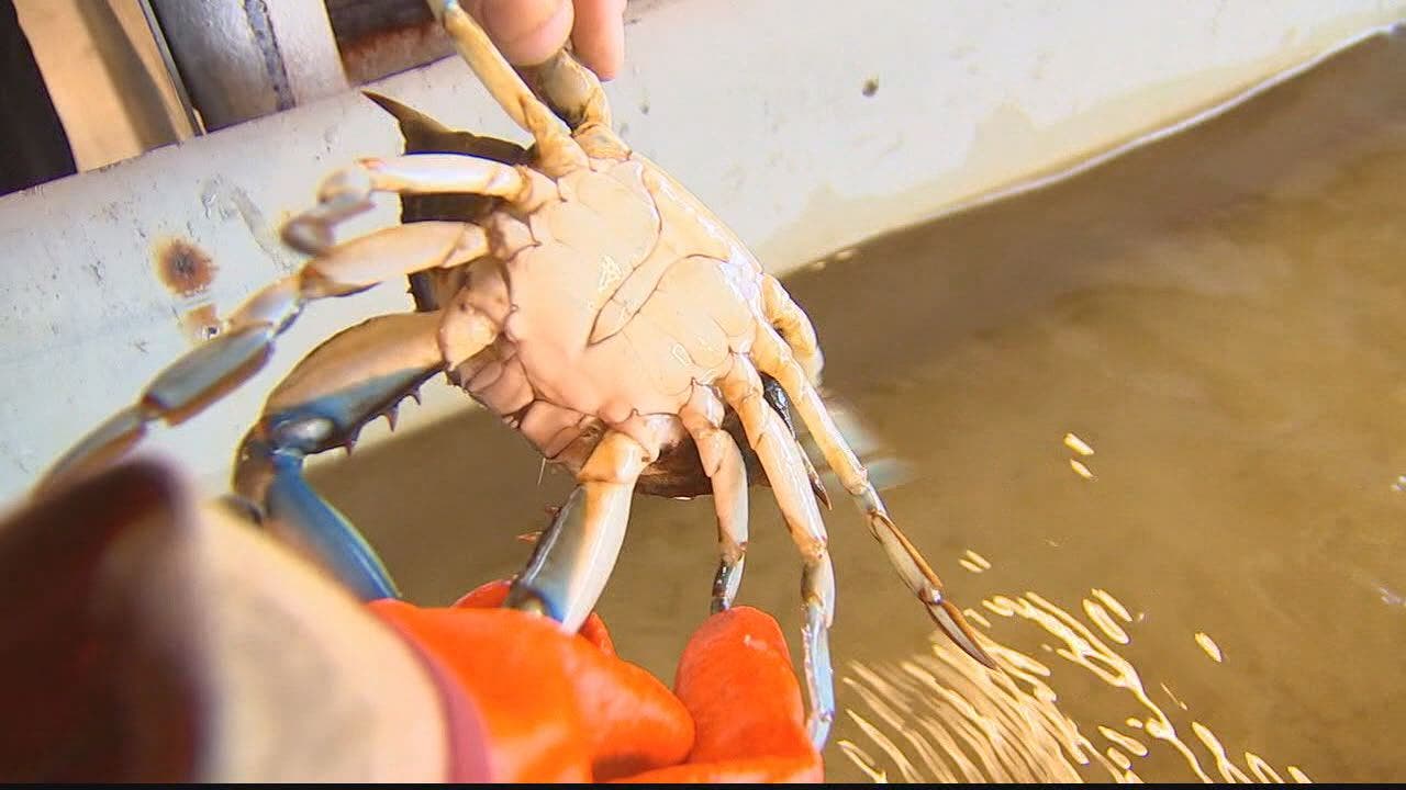 Scientists wary of longer blue crab season