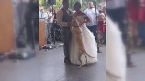 Newlyweds share first dance with very good dog in adorable video