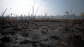 Brazil to reject $20 million offer from G-7 countries to help fight Amazon fires