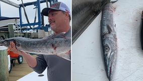 Fisherman catches rare barracuda near Ocean City coast