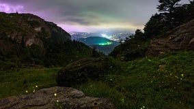 Fireflies light up in unison at Grandfather Mountain, NC State scientist finds