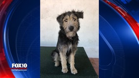 Dog adopted from Phoenix animal shelter gets big break in upcoming Disney movie