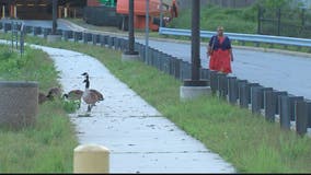 Goose poop taking over sidewalk at Largo Town Center Metro