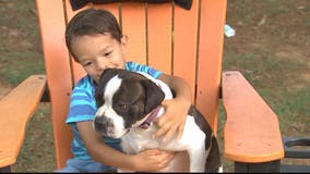 Emotional support dog reunited with Maryland family months after going missing