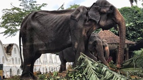 Photos of emaciated 70-year-old elephant forced to wear costume and walk in parade spark outrage