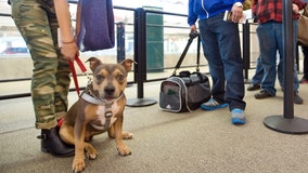 Transportation Department says airlines can ban specific dogs, but not entire breeds