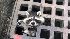 ‘We rescue citizens both big and small': Firefighters free raccoon's head from grate