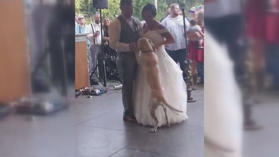 Newlyweds share first dance with very good dog in adorable video