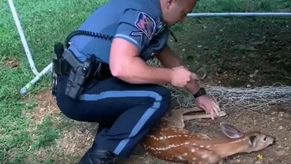 Howard County officer saves fawn from soccer net in adorable video