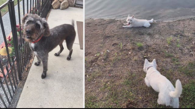 North Carolina woman speaks out after toxic algae kills 3 dogs in less than a day